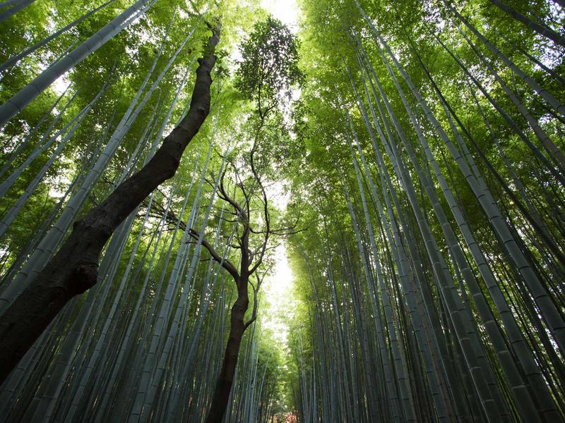 竞品哨兵<br>对手动态与市场情报